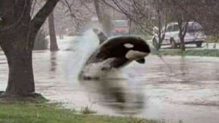 _orka.jpg