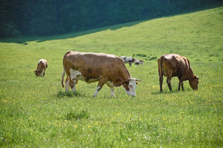 simbolična, krava, goveda, kmetijstvo, pašnik, travnik, narava