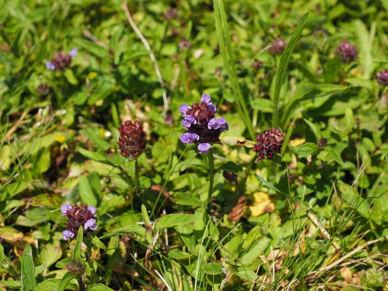 prunella-vulgaris, črnoglavka