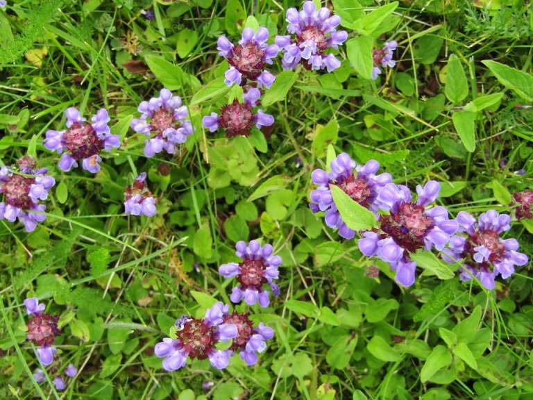 prunella-vulgaris, črnoglavka
