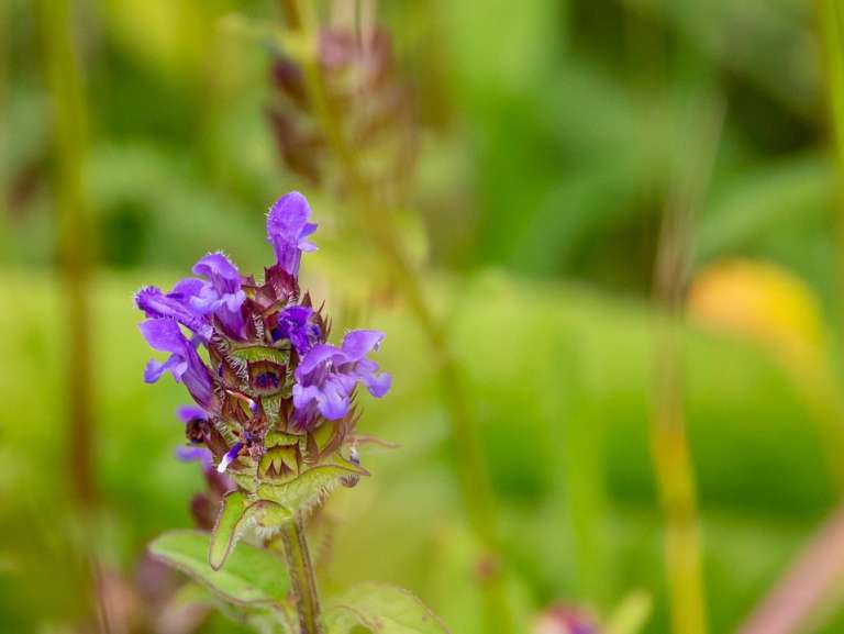 prunella-vulgaris, črnoglavka