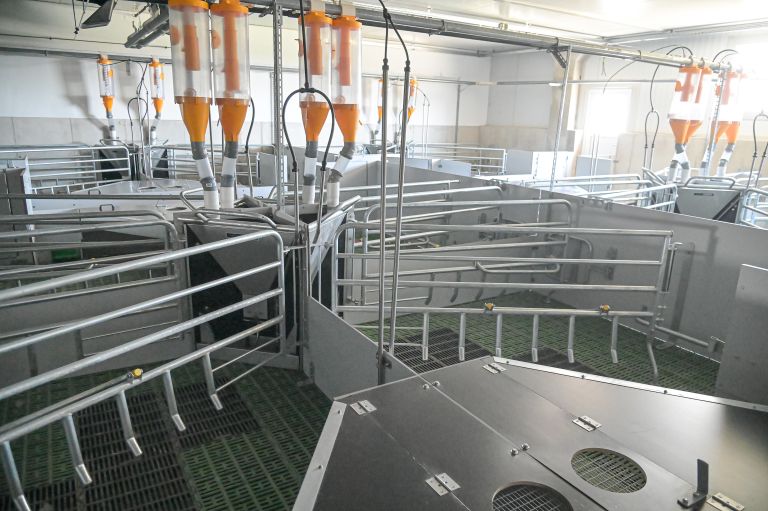 prašičja-farma-kmetija-ljutomerčan, cven, prašičereja, kmetijstvo