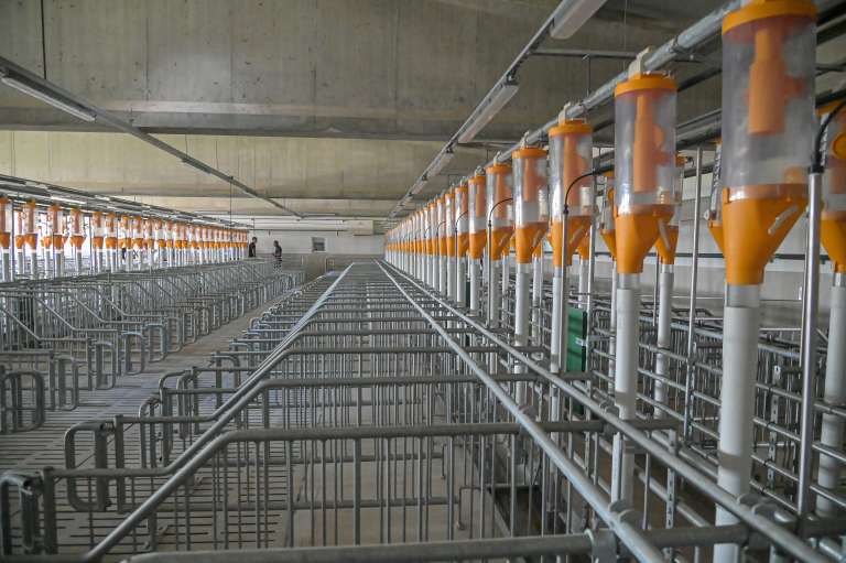 prašičja-farma-kmetija-ljutomerčan, cven, prašičereja, kmetijstvo