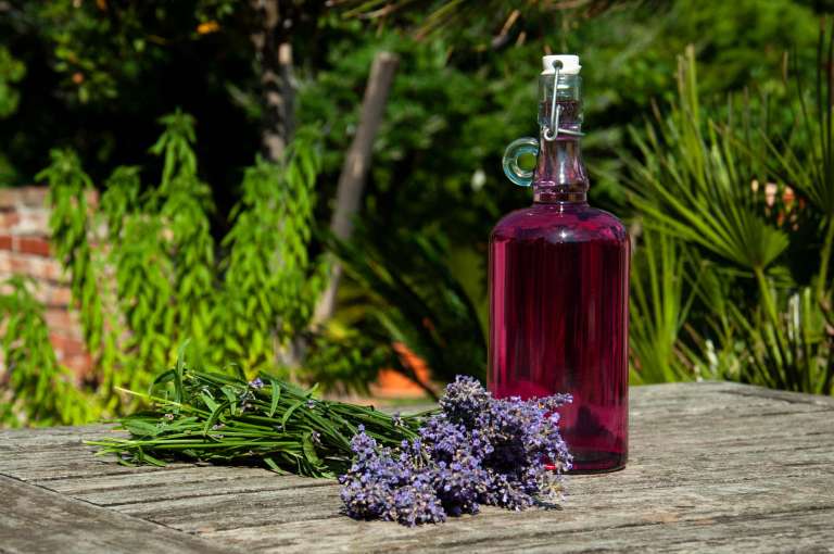 sivka, lavanda, lavandula