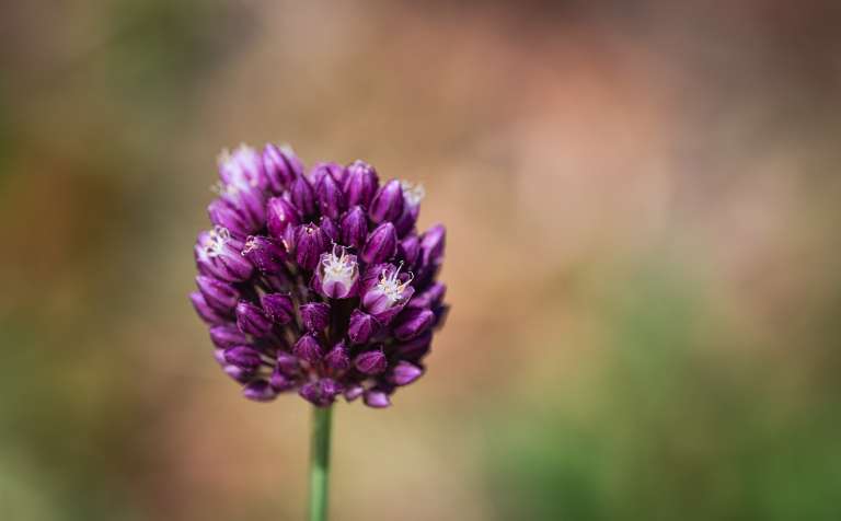 Allium scorodoprasum.jpg