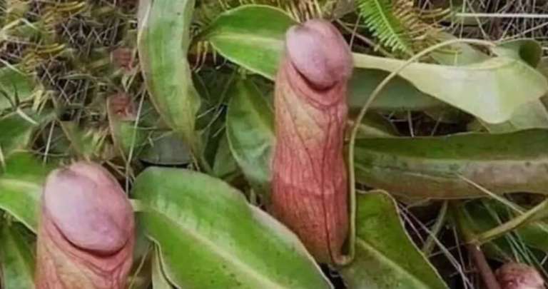 nepenthes-bokorensis