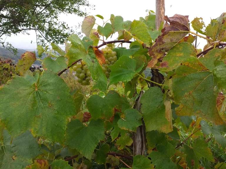 _po_vinogradih.jpg