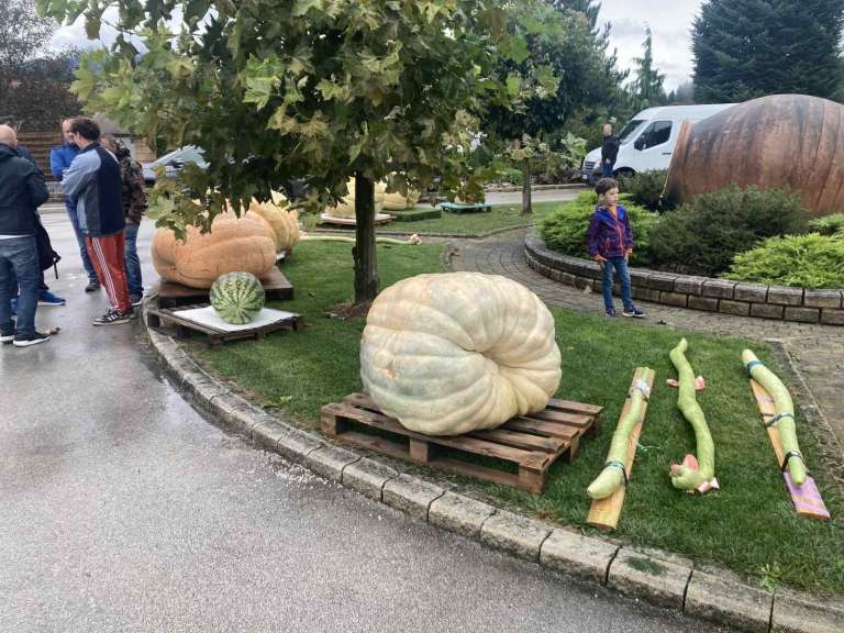 _buce__1_.jpg