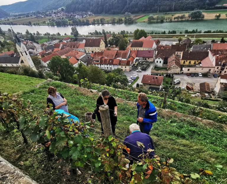 grajski_vinograd_mf_nad_glavnim_trgom_v_sevnici.jpg