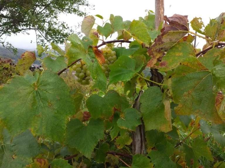 _po_vinogradih.jpg
