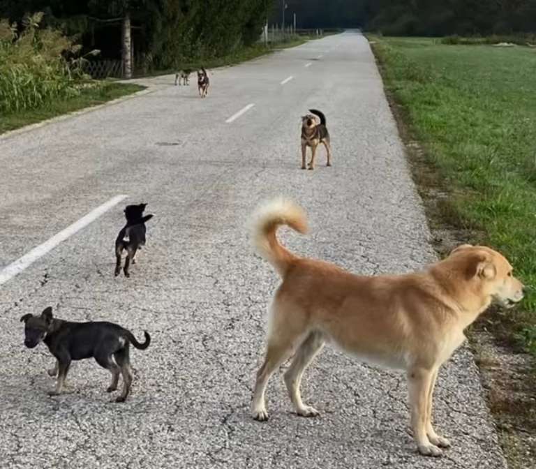 _psivecja.jpg