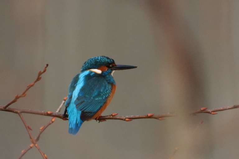 _zzvodomec__alcedo_atthis__dk.jpg