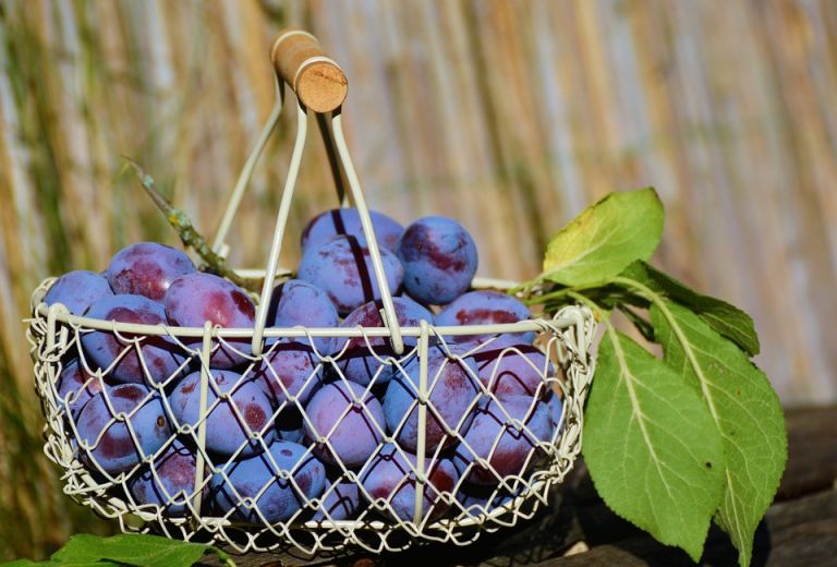 plums-1649602_960_720.jpg