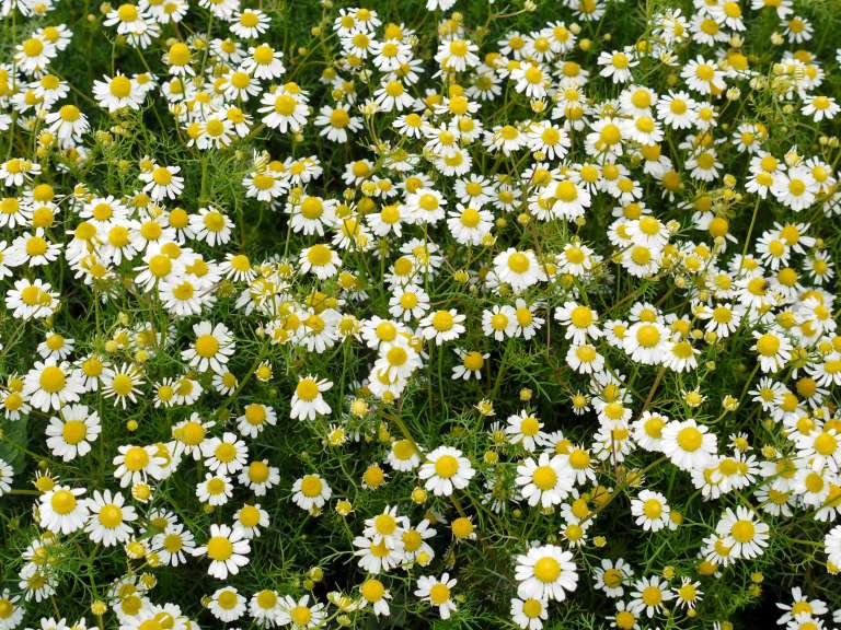 Rimska kamilica, Roman chamomile.jpg