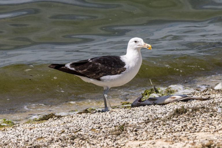 galeb-simbolična.jpg
