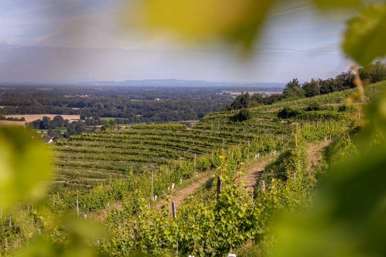 grozdje, vinograd, trta, trgatev, vino, simbolična