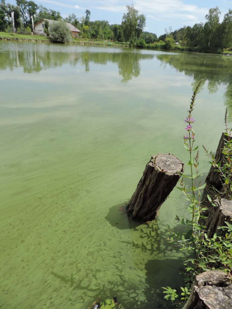 podgrad, cianobakterije