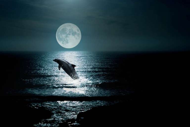 delfin