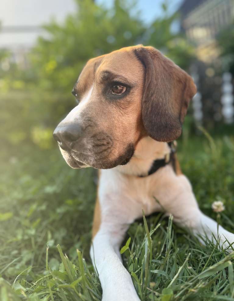 Pes, beagle, kuža