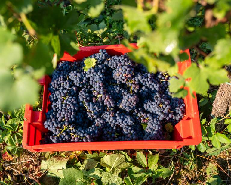 trgatev, vino, grozdje, vinogradi, simbolična