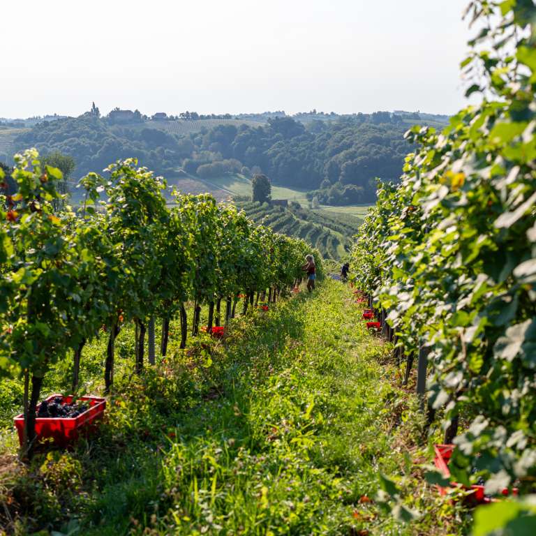 trgatev, vino, grozdje, vinogradi, simbolična