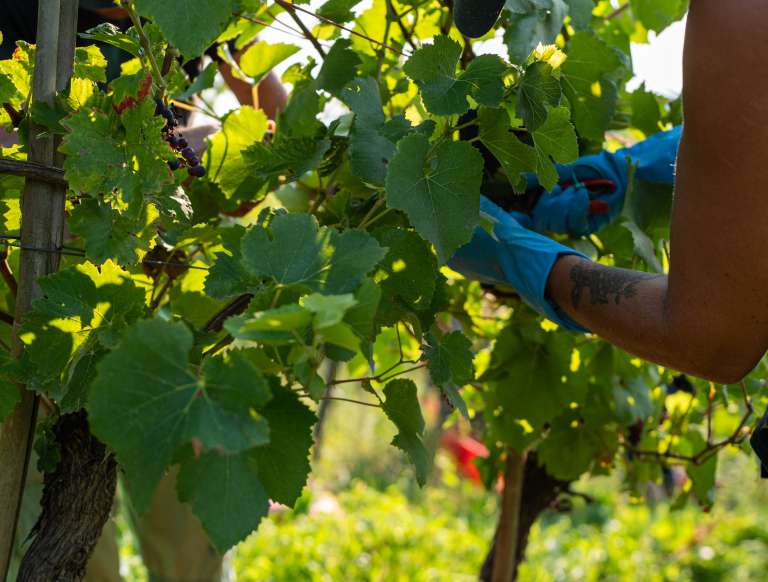 trgatev, vino, grozdje, vinogradi, simbolična