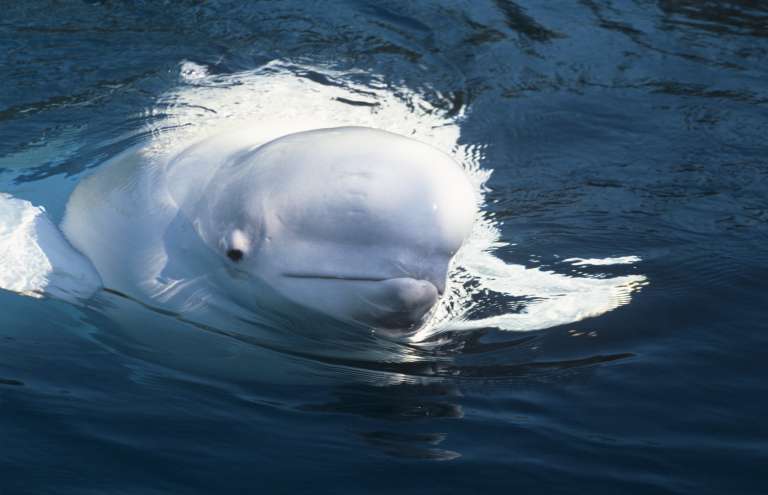 beluga