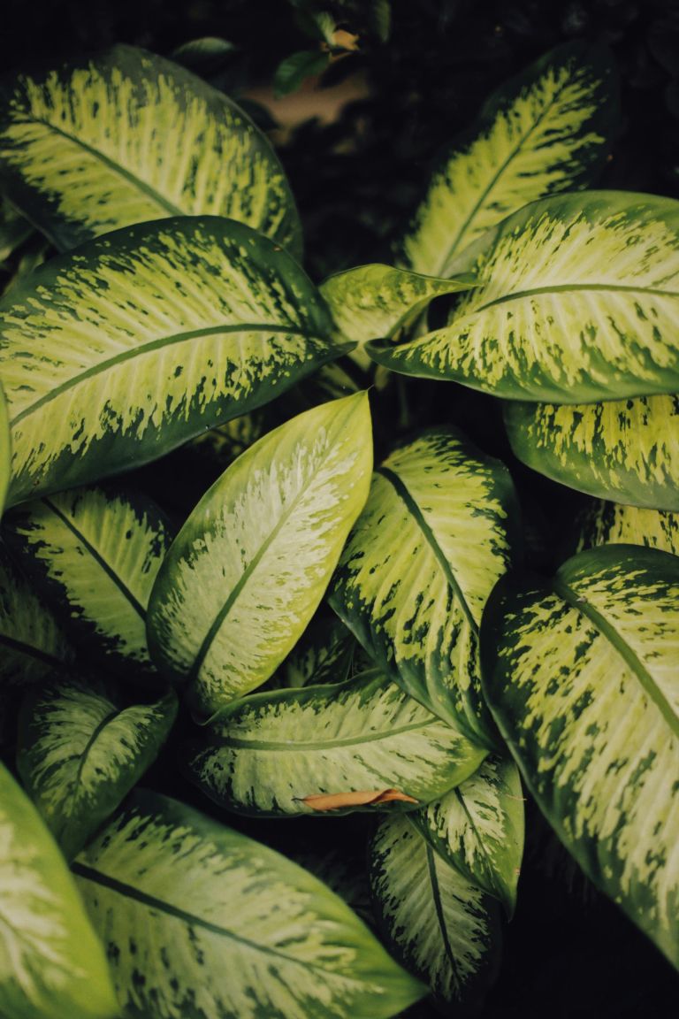 pexels-theplanetspeaks-9314039.jpg