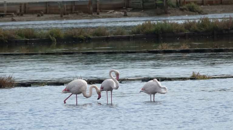 Flamingi, plemenci v Ninu (2).JPG