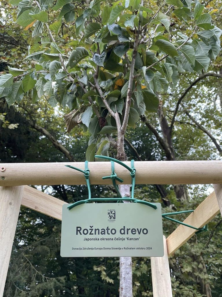 mestna občina murska sobota, rožnato drevo