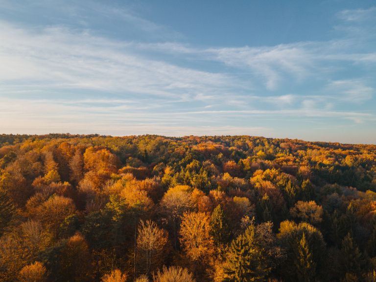 simbolična, jesen, gozd, goričko, drevesa, narava, dron, krošnja, krošnje