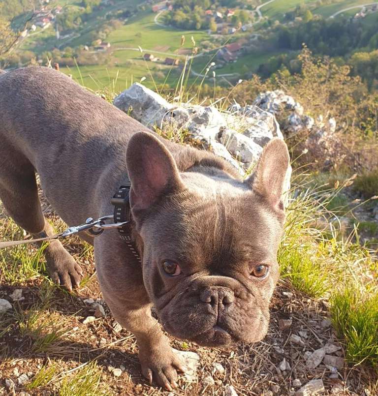 blu, buldog.jpg