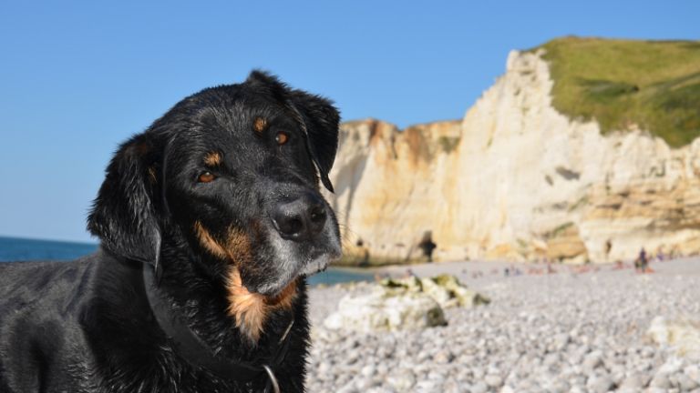 1561202434_veterinar.jpg