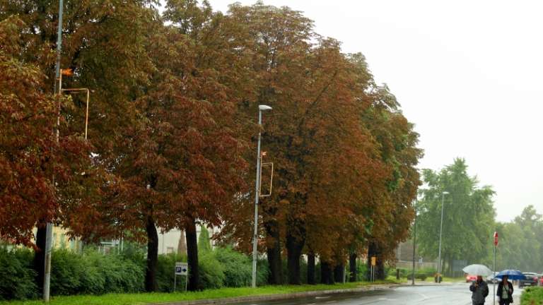 1691415055_cg_rjavenje_divjega_kostanja_1.jpg