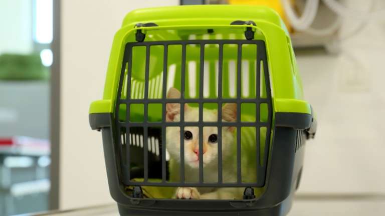 1665061639_cg_veterinarska_akcija.jpg