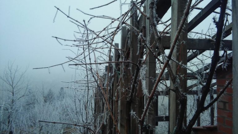 1484392672_mv-nizke_temperature_kmetijstvo.jpg