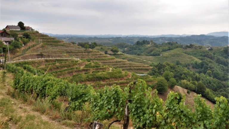 1667485332_mv-vinogradi_prijava.jpg
