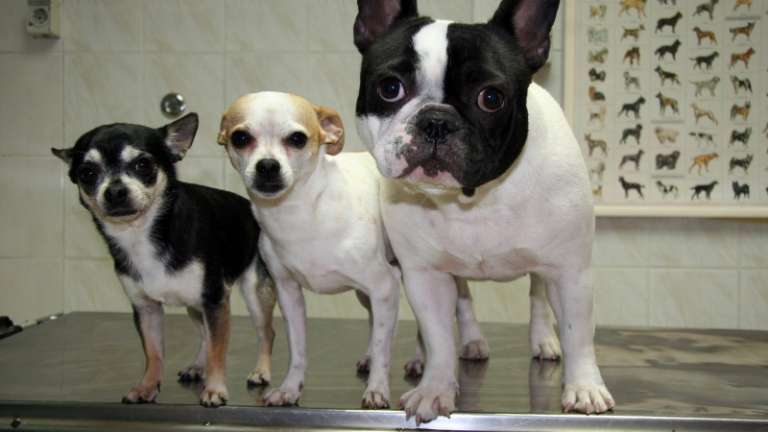 1487601146_14t-veterinar-kuZek_otresa_z_glavo.jpg