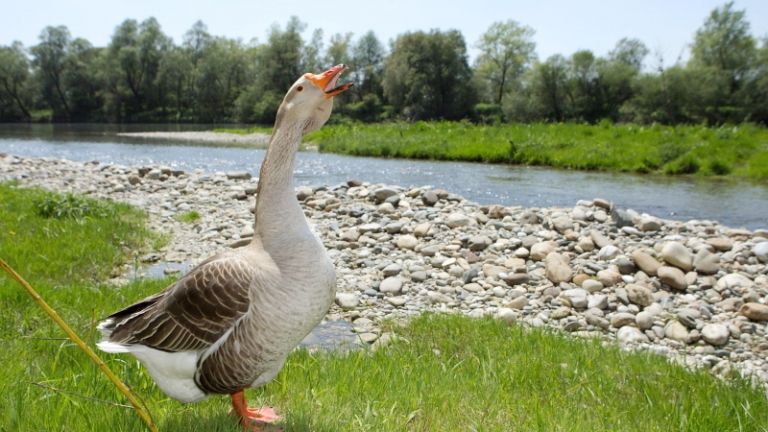 1499951436_cg_krainjski_park.jpg