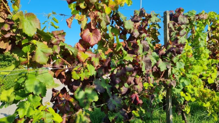 1643877631_sd-odločbe_za_vinograde.jpg
