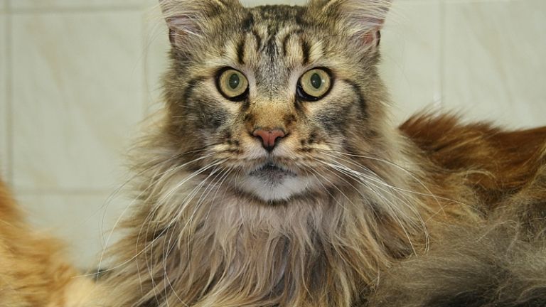 1496050056_41t-veterinar-repelentna_ovratnica.jpg