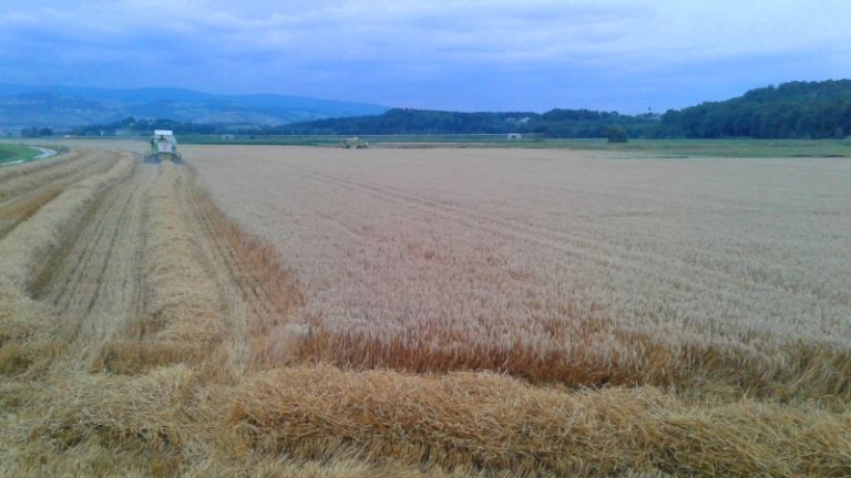 1530794190_mv-odkupne_cene_psenice_1.jpg