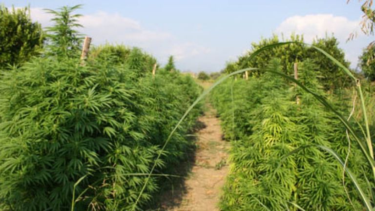 1465201828_marihuana.jpg