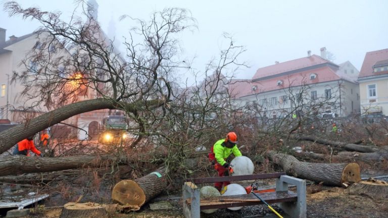 1515917418_cg_trznica_drevesa_2.jpg