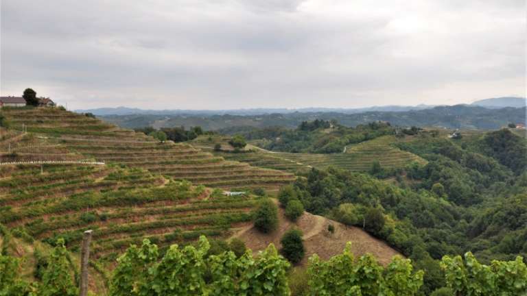 1681737240_mv-vinogradi_obnova.jpg