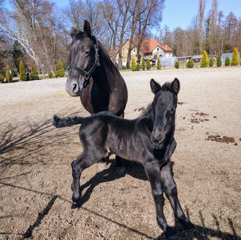 AK_Zrebicek 2.JPG