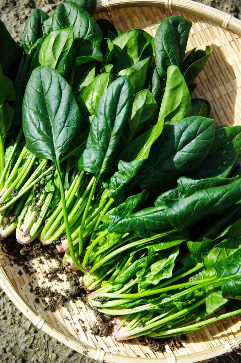 špinača-folna-kislina-vegetable-1125420.jpg