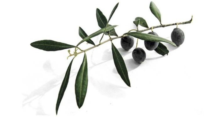 cemu-imeti-vec-razlicnih-oljcnih-olj-1a-710x375.jpg