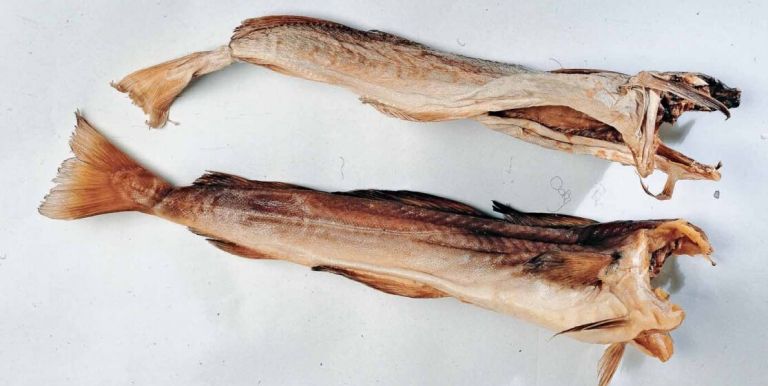 trska-polenovka-bakala_1115x560_acf_cropped.jpg