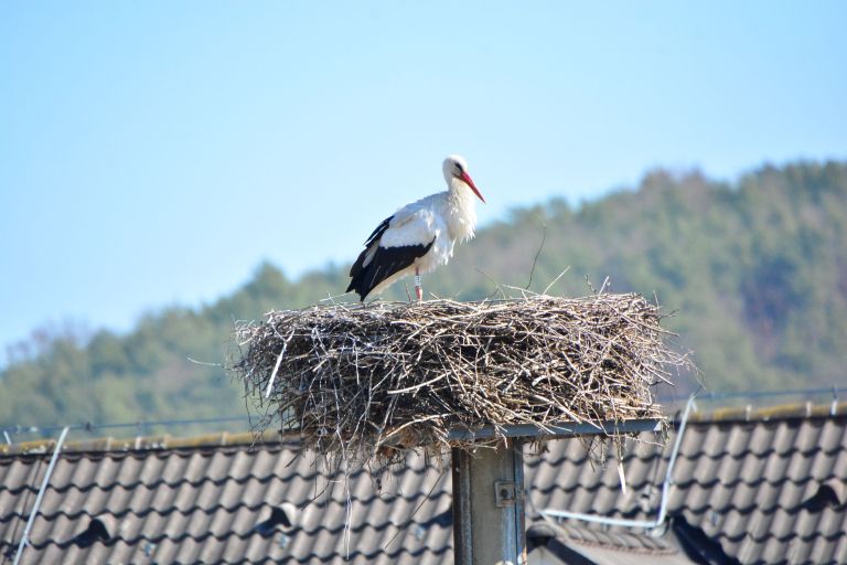 štorklje, bele-štorklje, štorklja, štrk